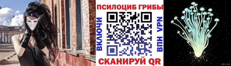 Псилоцибиновые грибы Psilocybe  цены   Городец 